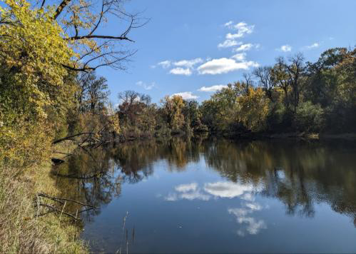 Restored forested shoreline on protected habitat.